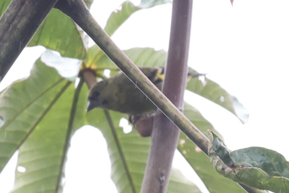Olivaceous Siskin (Spinus olivaceus), photo 3
