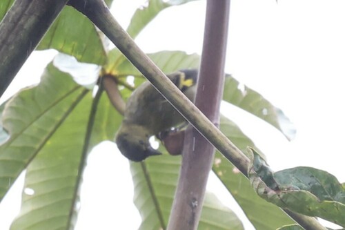 Olivaceous Siskin (Spinus olivaceus), photo 4