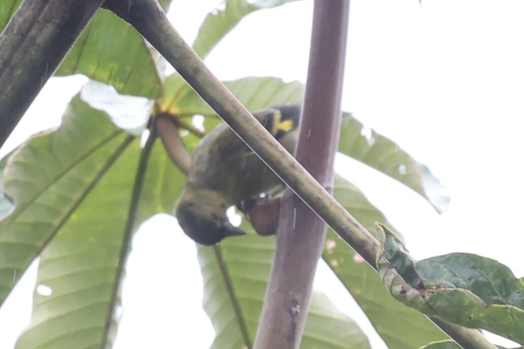 Olivaceous Siskin (Spinus olivaceus), photo 4