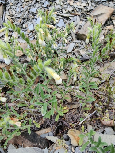 Aucher's Golden-Drop (Onosma aucheriana)