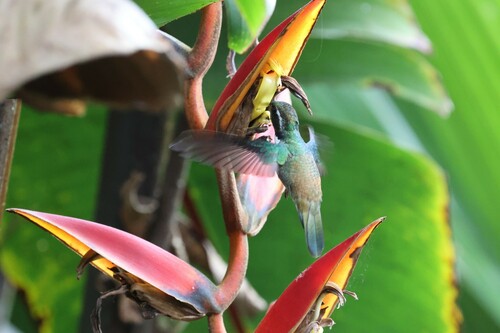Geoffroy's Daggerbill (Schistes geoffroyi), photo 9