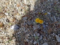 Eriophyllum wallacei