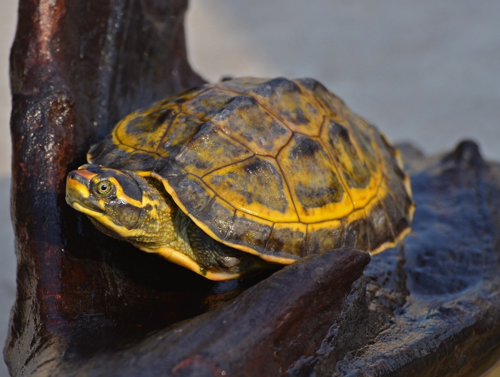Crowned River Turtle
