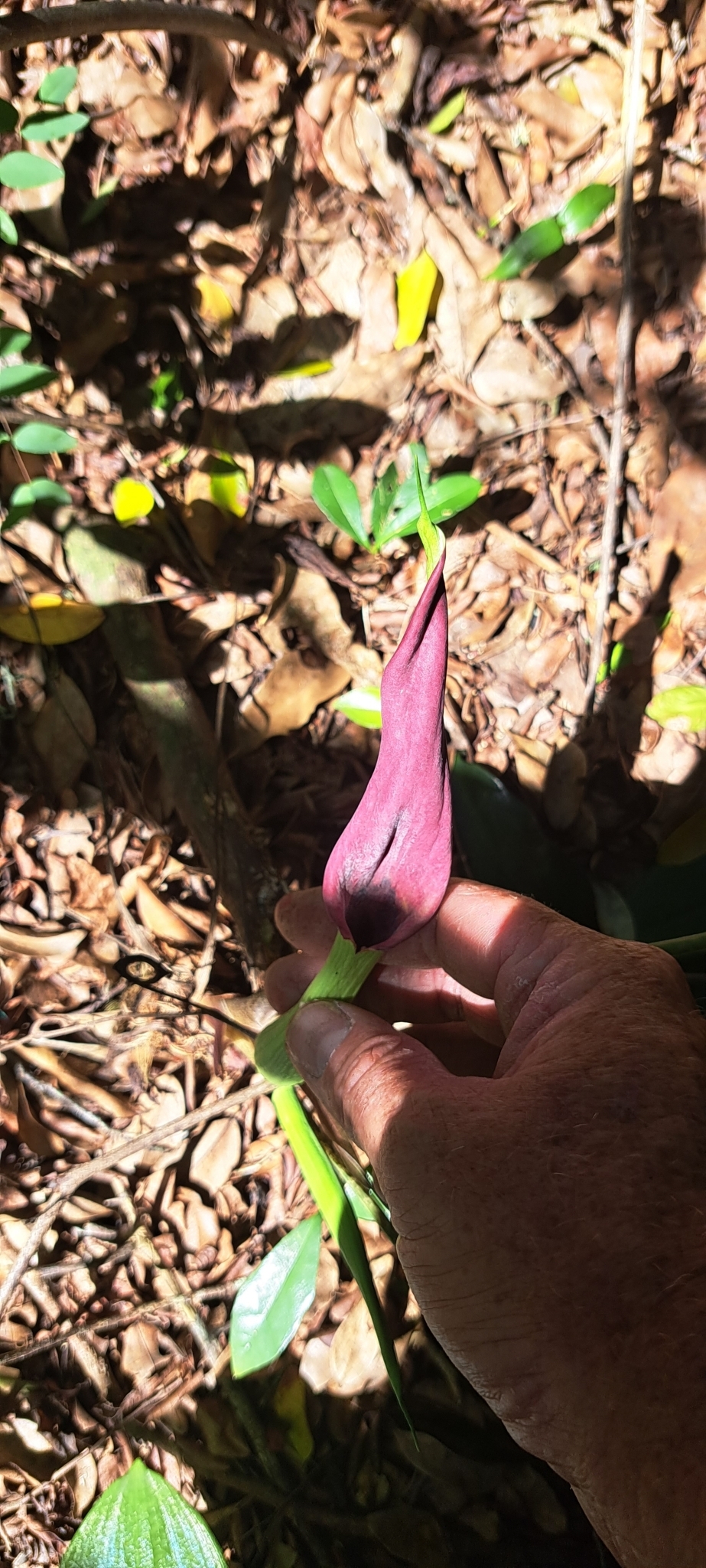 Imagem de Zamioculcas