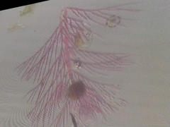 Lithothrix aspergillum
