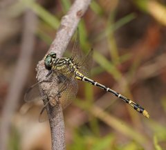 Austrogomphus australis