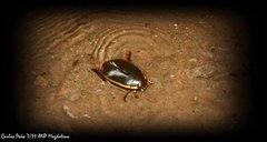 Megadytes lhermineri