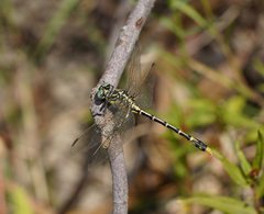 Austrogomphus australis