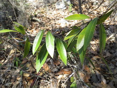 Litsea glaucescens