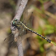 Austrogomphus australis