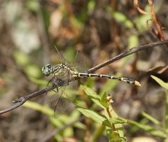 Austrogomphus australis