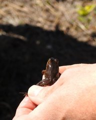 Lithobates virgatipes