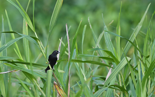 Pale-eyed Blackbird (Agelasticus xanthophthalmus), photo 3