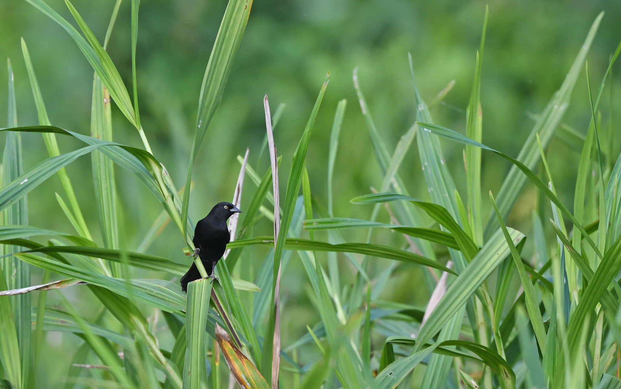Pale-eyed Blackbird illustration