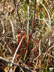 Sarracenia rubra