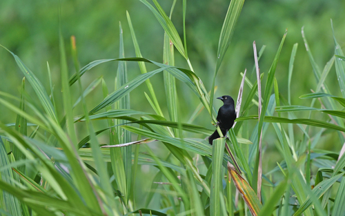Pale-eyed Blackbird (Agelasticus xanthophthalmus), photo 4