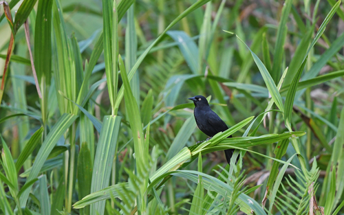 Pale-eyed Blackbird (Agelasticus xanthophthalmus), photo 9