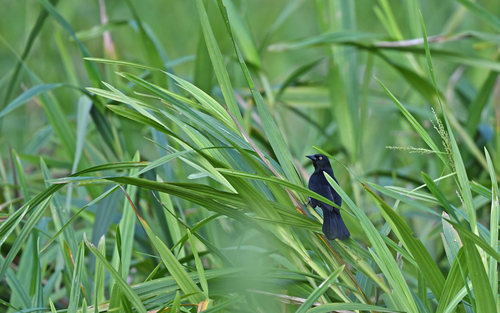 Pale-eyed Blackbird (Agelasticus xanthophthalmus), photo 7