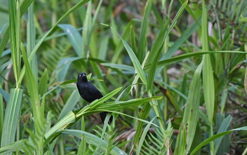Pale-eyed Blackbird (Agelasticus xanthophthalmus), photo 8