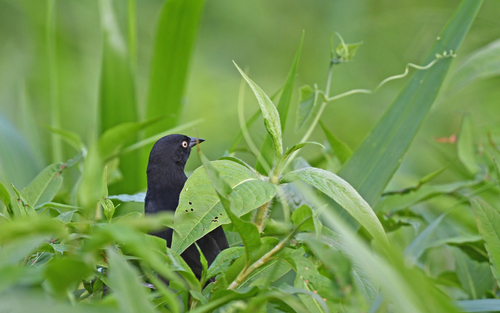 Pale-eyed Blackbird (Agelasticus xanthophthalmus), photo 10