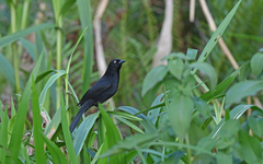 Pale-Eyed Blackbird photo 2