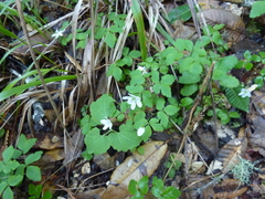 Anemonoides quinquefolia
