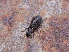 Scopodes