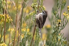 Leptasthenura aegithaloides