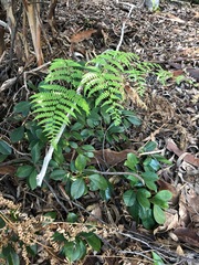 Pteridium aquilinum decompositum