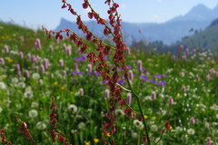 Rumex arifolius