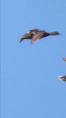 Mareca strepera