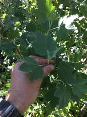 Malacothamnus fasciculatus nuttallii