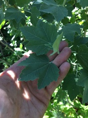 Malacothamnus fasciculatus nuttallii