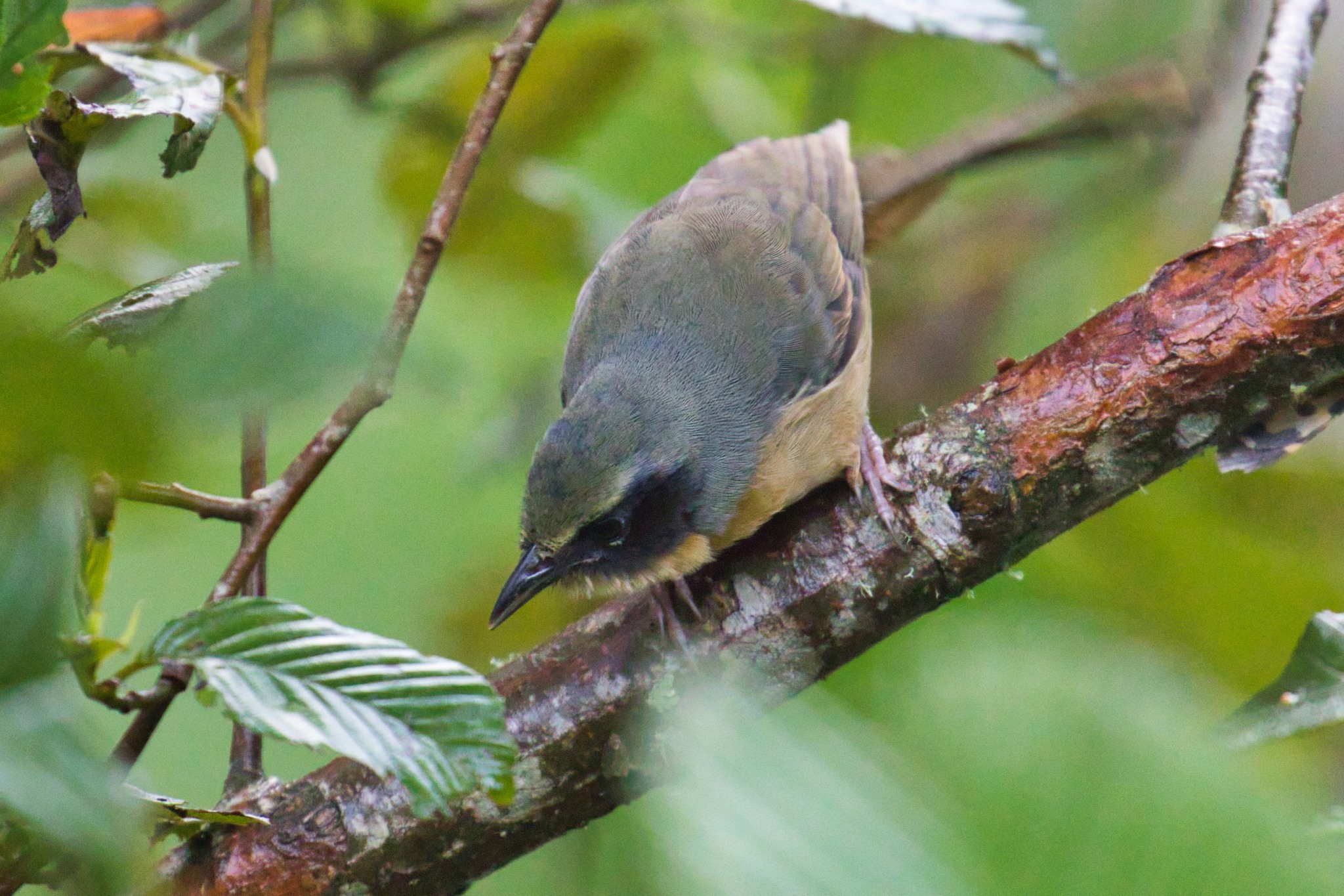 Hemispingo Orejinegro — imagen 3