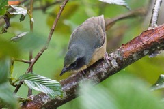 Black-Eared Hemispingus photo 2