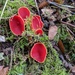 Scarlet Cup - Photo (c) Ethan Disbrow, some rights reserved (CC BY-NC), uploaded by Ethan Disbrow
