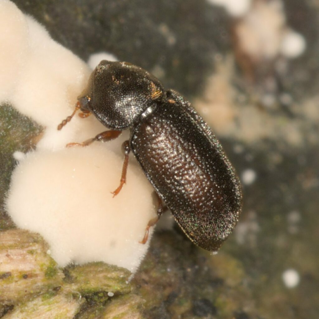 Miller Cis Beetle