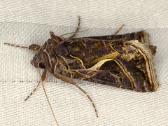 Autographa flagellum