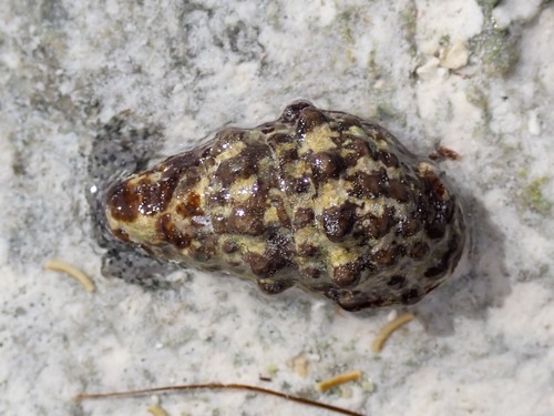 Cerithium caeruleum observed 2023-07-17