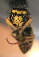 Vespula germanica