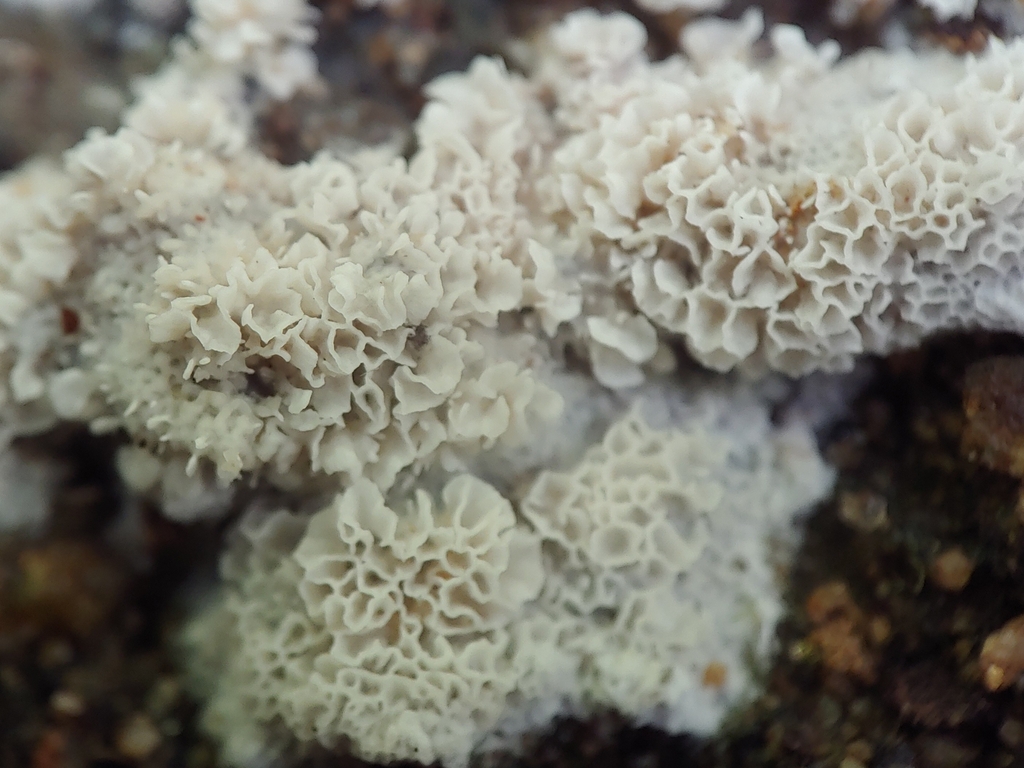 Oxyporus lacerus