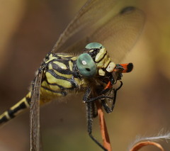 Austrogomphus australis