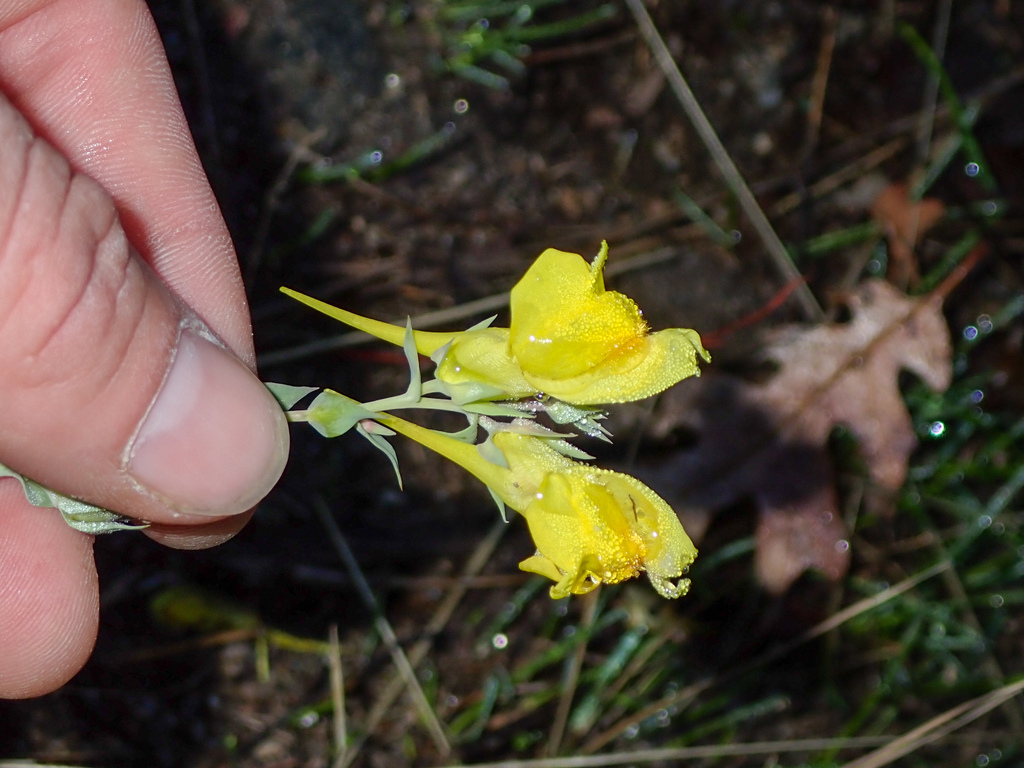 Balkan toadflax from Bell Canyon Granite on October 13, 2023 at 1144