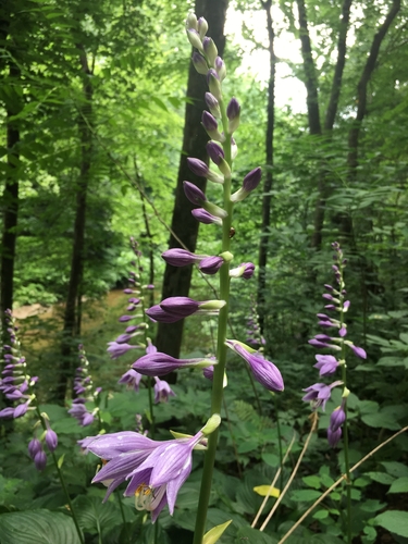 Hosta sieboldii