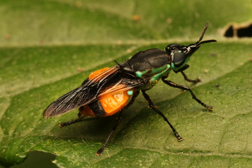Rhingiopsis tau