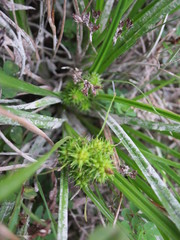 Carex flaviformis
