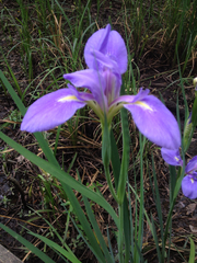Iris giganticaerulea