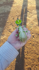 Idolomantis diabolica