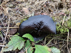 Pseudoplectania vogesiaca