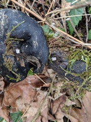 Pseudoplectania vogesiaca